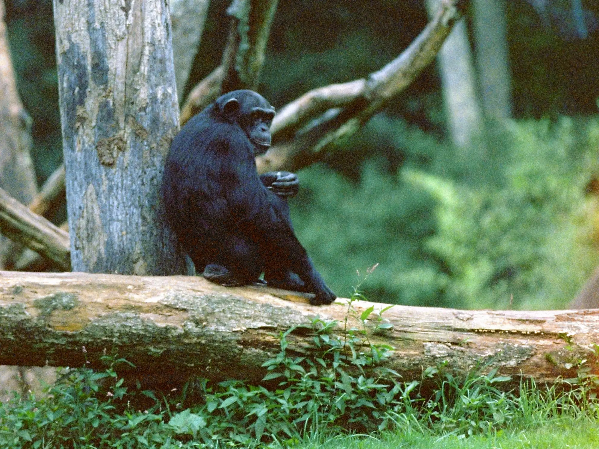 Average Joe, a 35mm film photograph by Taro O'Halloran